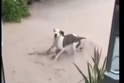 Watch: Adorable Dog's Rainy Day Dance Is Guaranteed To Melt Your Heart