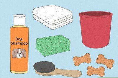 How to Give a Small Dog a Bath