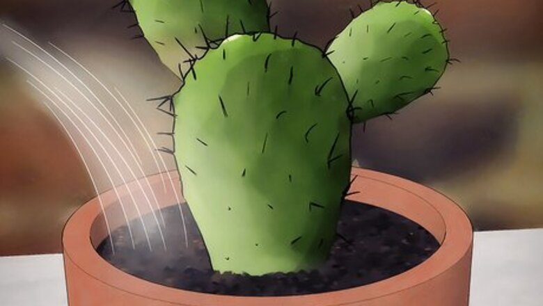 How to Save a Dying Cactus