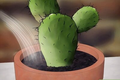How to Save a Dying Cactus