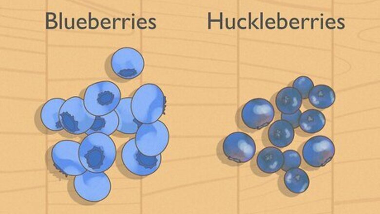 What’s the Difference Between Huckleberries & Blueberries?