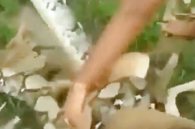 WATCH: Three Brave Kids Give Their All to Free Pet Dog Caught in Huge Snake's Grip