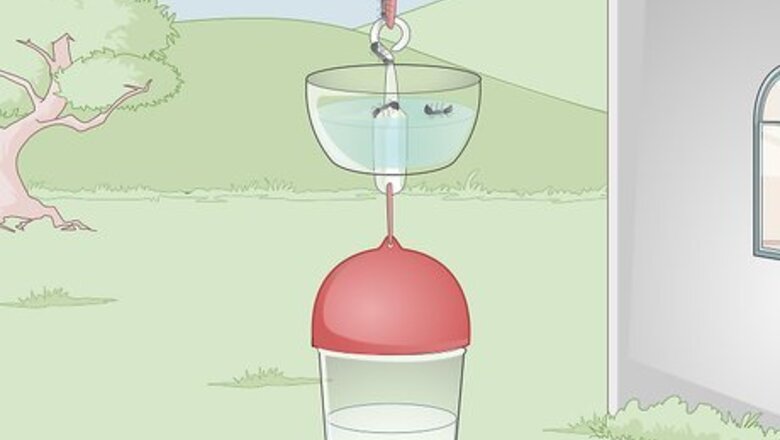 How to Attract Hummingbirds to a Feeder