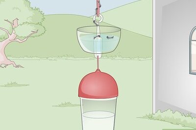 How to Attract Hummingbirds to a Feeder