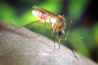 South Delhi Municipal Body Report Shows Rise in Malaria Cases