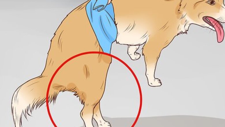 How to Know if Your Dog Has a Slipped Disc