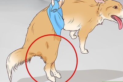 How to Know if Your Dog Has a Slipped Disc