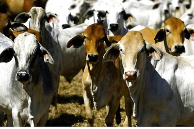 'Gau-rakshaks' Doing What Police Should do, They Deserve Felicitation: VHP