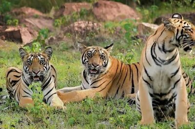 Tadoba-Andhari Tiger Reserve: Safari Bookings Stopped Amid Rs 12-Cr ​Scam; Tourism Hit
