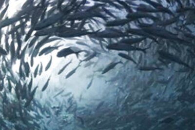 Climate Change Leading To Frequency Of Fish Mass Extinctions, Says Research