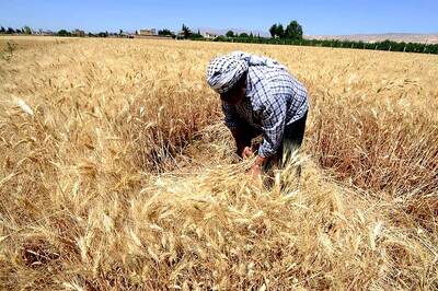 PAN Not Needed For Cash Sale of Agricultural Produce up to Rs 2 Lakh Per Day