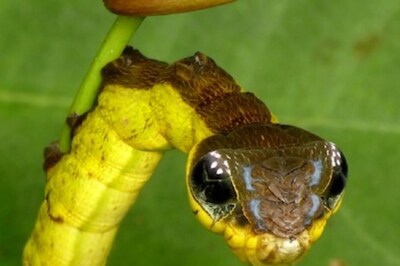 Is That Snake Or Caterpillar? 10/10 If You Can Guess The Answer