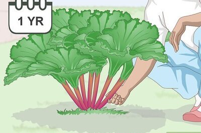 When to Harvest Rhubarb and How to Pick the Stalks