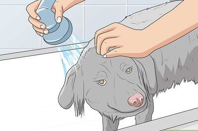 How to Groom an Australian Shepherd