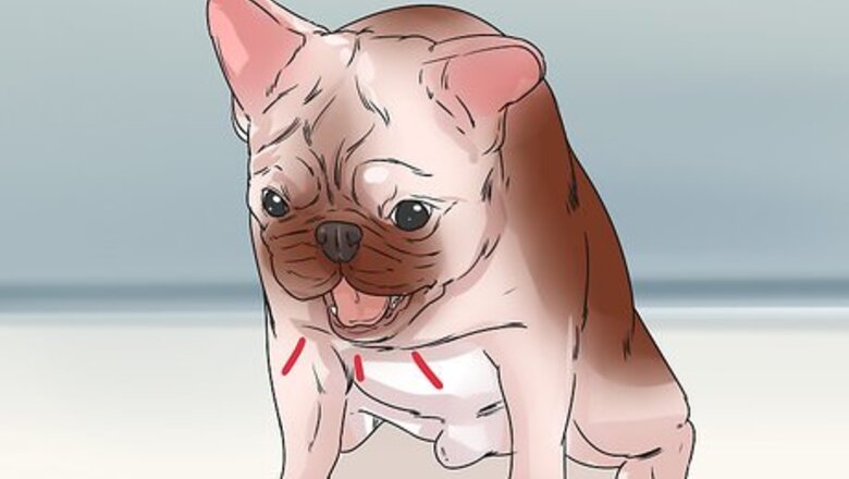 How to Detect and Prevent Bloating and Torsion in Dogs