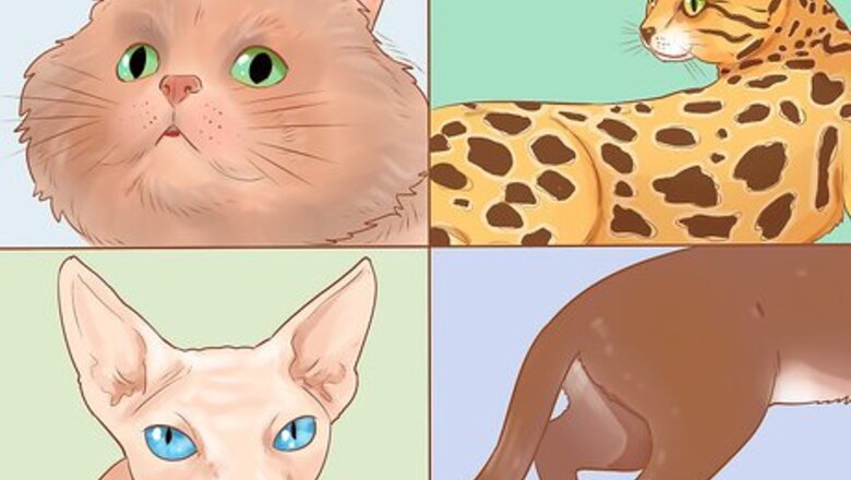 How to Identify Cats