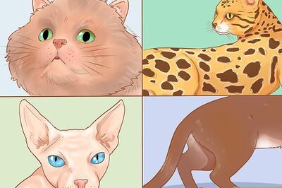 How to Identify Cats