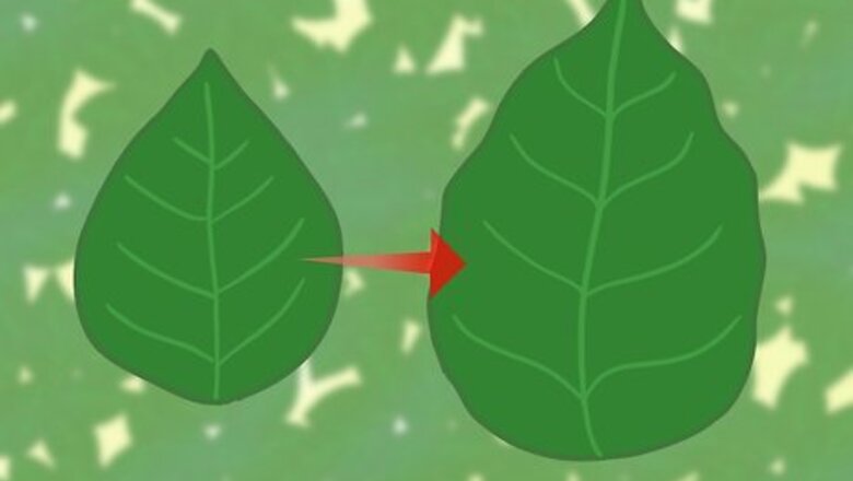 How to Identify Chickweed
