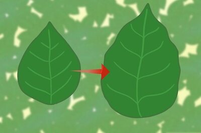 How to Identify Chickweed