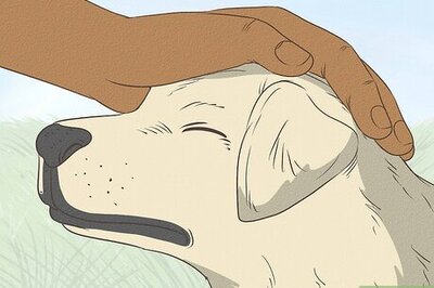 How to Treat a Dog Sneezing Blood