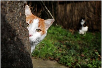 Delhi Police Help Woman Get Food for her 8 Cats Amid Covid-19 Lockdown