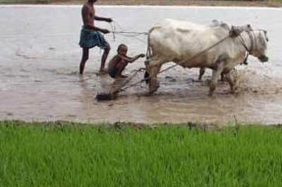 Agriculture likely to get a boost  from Budget '09