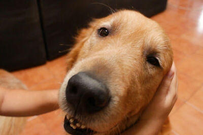 How to Massage a Dog