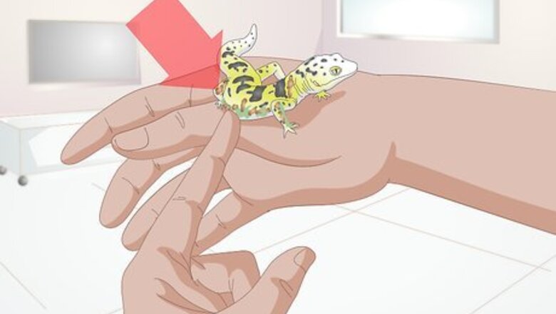 How to Bathe a Leopard Gecko