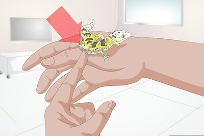 How to Bathe a Leopard Gecko