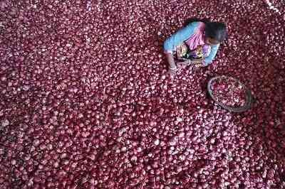 Onion thieves strike again, 2,000 kg stolen in Nashik