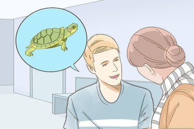 How to Care for a Red Eared Slider Turtle