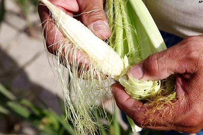 Climate change may force India to import corn