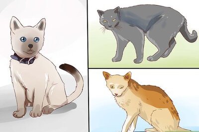 How to Make Friends With a Stray Cat