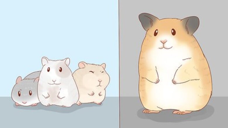 How to Safely Keep Multiple Hamsters