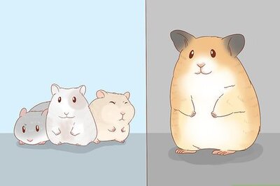 How to Safely Keep Multiple Hamsters