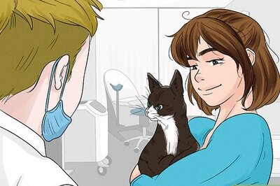 How to Stop an Older Cat from Attacking a Kitten