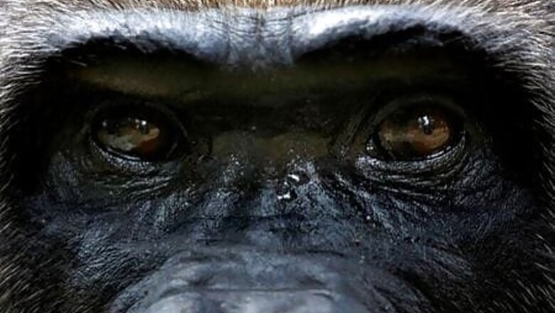 Cameroon cancels logging plan that threatened rare apes