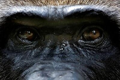 Cameroon cancels logging plan that threatened rare apes