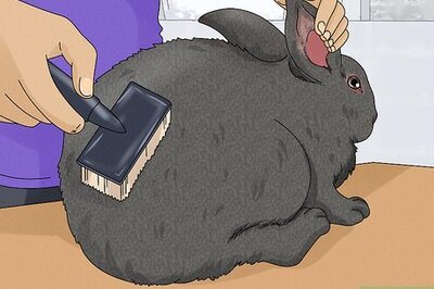 How to Groom a Rabbit