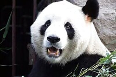 Panda bites man, man bites him back