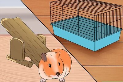 How to Make Your Guinea Pig Happy Without a Second Guinea Pig