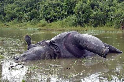 Two rhinos killed in Kaziranga by poachers