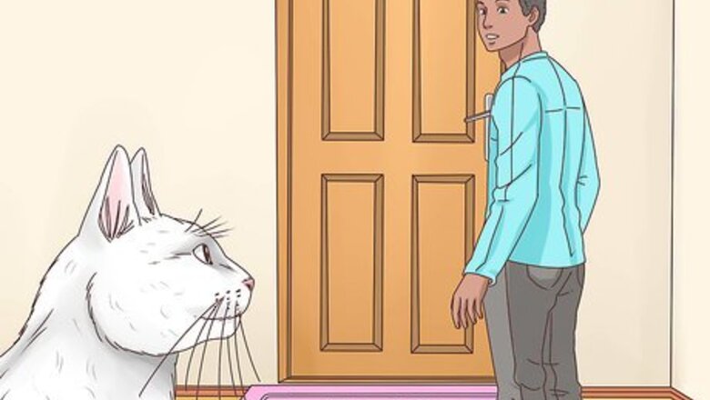 How to Find a Home for a Cat