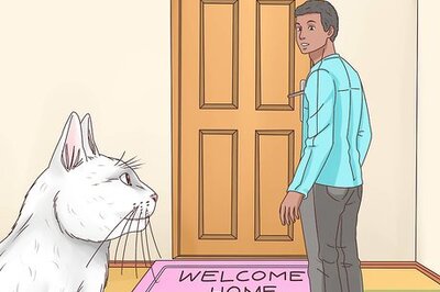 How to Find a Home for a Cat