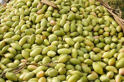 'Bagwaan Mitra' App To Help Mango Farmers in UP Amid COVID-19 Lockdown