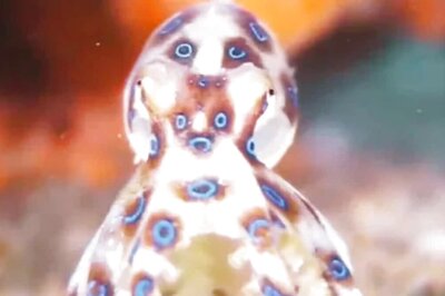 This Small Octopus Can Kill A Human Within 20 Minutes