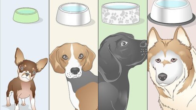 How to Keep a Dog Hydrated