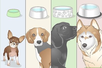 How to Keep a Dog Hydrated