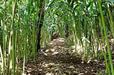Meet The Idukki Boy, Who Is Pioneering Organic Cardamom Farming