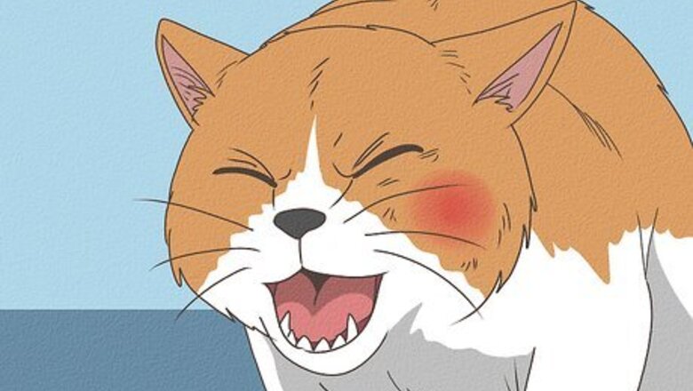 How to Treat a Bee Sting on a Cat